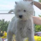 RAMMSTEIN AT Grandiflora - kl. młodzieży, III lok., doskonała