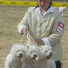 Kasia z naszymi psami na pokazie grup hodowlanych