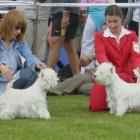 Sophie i Rammstein na ringu