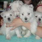 Szczenięta po Ch. Charosmack COLD AS ICE