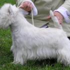 RAMMSTEIN AT Grandiflora - II lok., doskonała