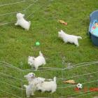 Maluchy na podwórku