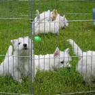 Maluchy na podwórku