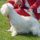 RIDE THE LIGHTNING Grandiflora - Zw. Mł. i tytuł Najlepszego Juniora w Rasie