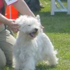 FABULOUS SOPHIE from Grandiflora - I lok., doskonała, CWC