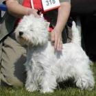 FLY HIGH Grandiflora - I lok., CWC, NSwR, dosk.