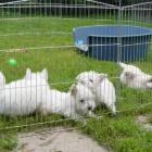 Maluchy na podwórku