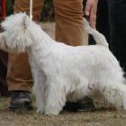 FLY HIGH Grandiflora - kl. pośrednia, II lok., doskonała