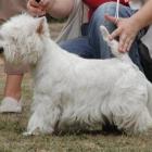 FABULOUS SOPHIE Grandiflora - kl. otwarta, I lok., dosk., CWC, NSwR