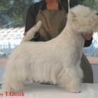 RAMMSTEIN AT Grandiflora - II lok., doskonała