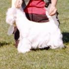 FABULOUS SOPHIE FROM Grandifora - III lok., doskonała