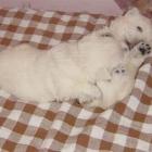 Szczenięta Michelle