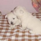 Szczenięta Michelle