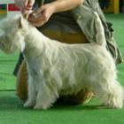 FLY HIGH Grandiflora - II lok, doskonała