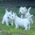 Rhapsody, Rider i Winnie