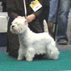 RAMMSTEIN AT Grandiflora - kl.młodzieży, II lok., doskonała