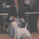 RIDE THE LIGHTNING Grandiflora - Zw.Mł, BIS Junior, Mł. Ch. Białorusi