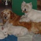 Missy i Toffee z maluchami