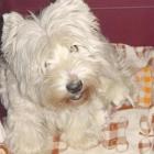 MERRY MELODIES Grandiflora z dziećmi