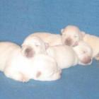 6-dniowe szczenięta