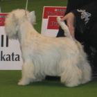 RAMMSTEIN AT Grandiflora - kl. pośrednia, I lok., dosk, CWC