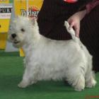 FABULOUS SOPHIE - kl. młodzieży, bardzo dobra