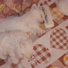 004_2004_013.jpg