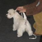 BLUE VELVET from Grandiflora - BEST PUPPY