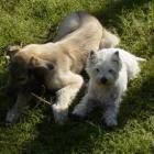 Clover i Vivienne