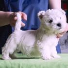 w.7weeks_boy1_01.jpg