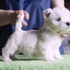 w.7weeks_boy1_02.jpg