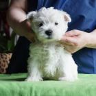 w.7weeks_boy1_port.jpg