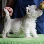 w.7weeks_boy2_01.jpg