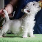 w.7weeks_boy2_02.jpg