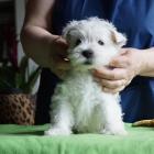 w.7weeks_girl1_port.jpg