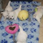w.5weeks_old.jpg