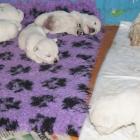 w_3weeks-old-pups.jpg
