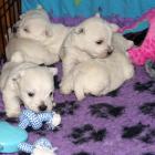 w_3weeks-old.jpg