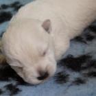 2weeks_old_puppy.jpg