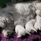 8days_t_pups.jpg