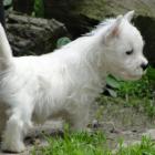 boy_white01.jpg