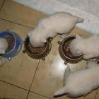 4_5wekks_meal.jpg