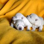 12_miot_f_004.jpg