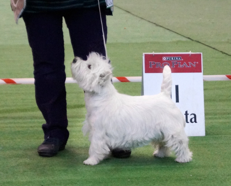 MISS GRANDIFLORA Canis Terra
