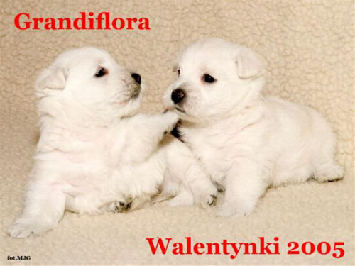 Walentynki