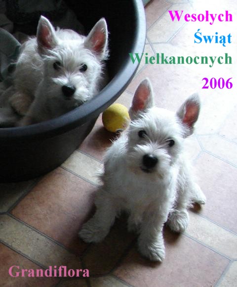 Wesołego Alleluja!